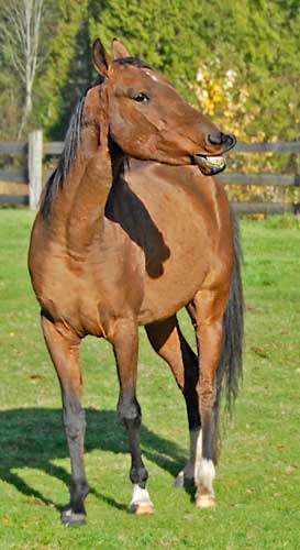 Cascade Gold Akhal-Tekes