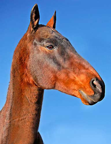Cascade Gold Akhal-Tekes
