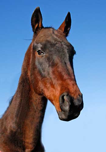 Cascade Gold Akhal-Tekes