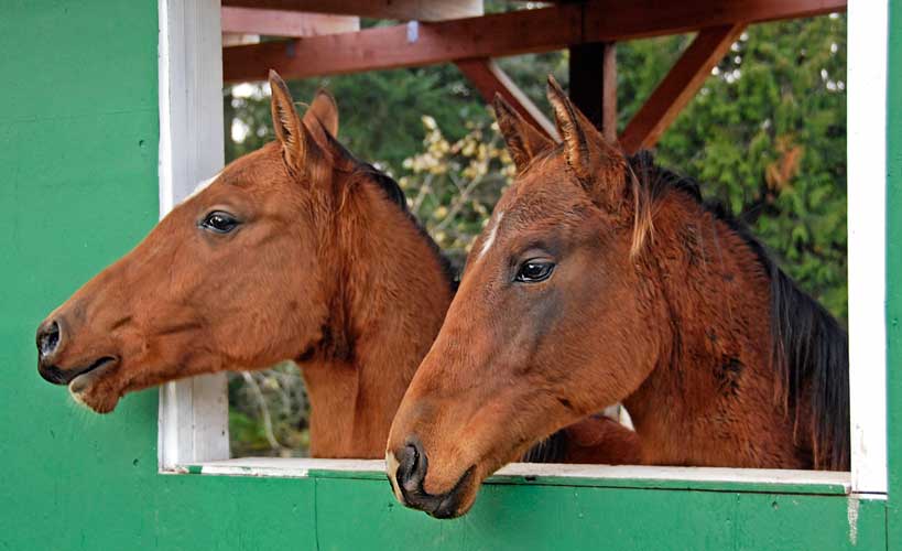 Cascade Gold Akhal-Tekes
