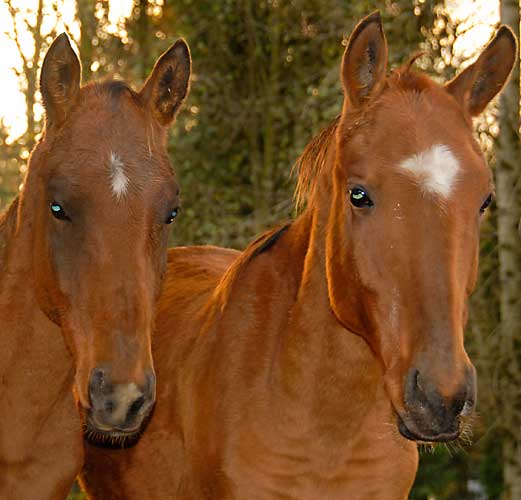 Cascade Gold Akhal-Tekes