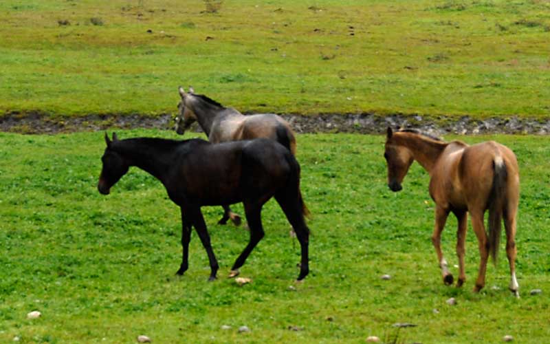 mares