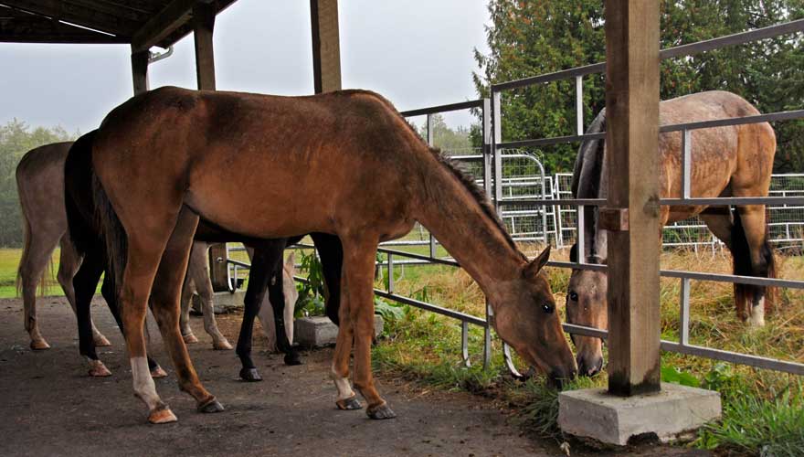 horses