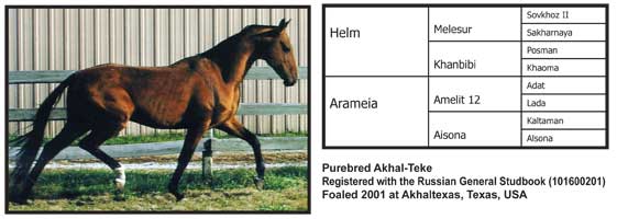 Arhar Arhar