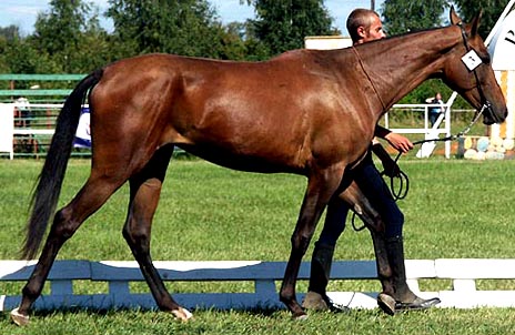 click here for Akpay's pedigree
