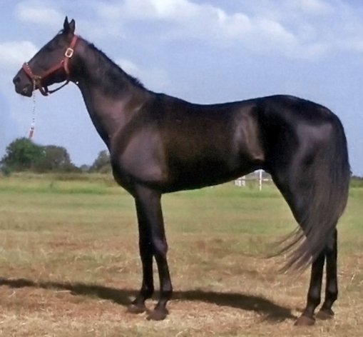 Arim