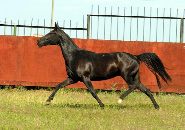 Dzuletta