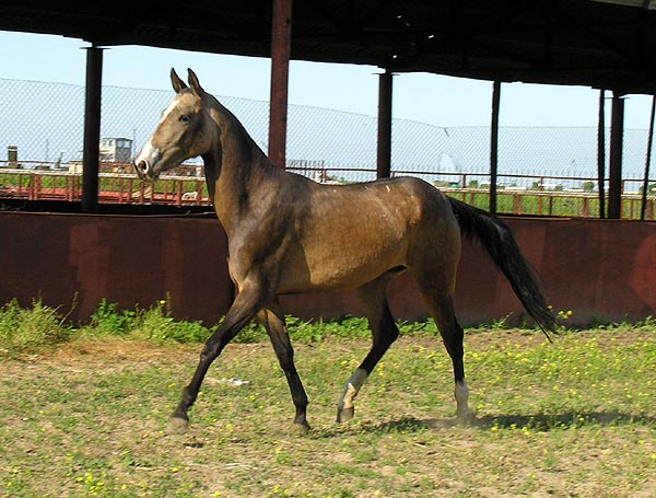 Osman-Guli