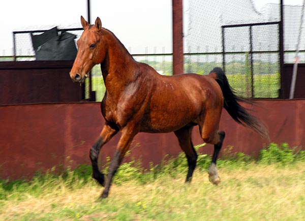 Satrap