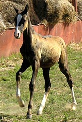 Olushka