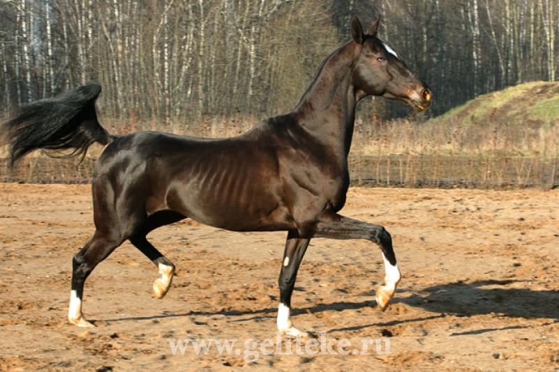 Studfarm Geli Studfarm Geli
