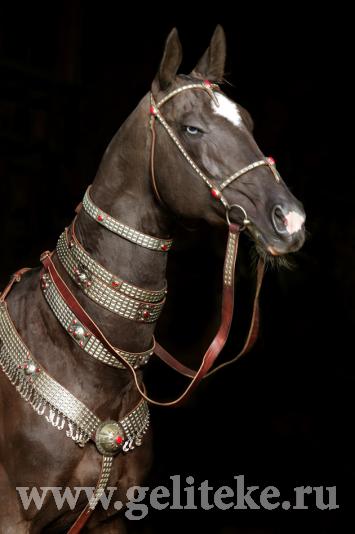 Studfarm Geli