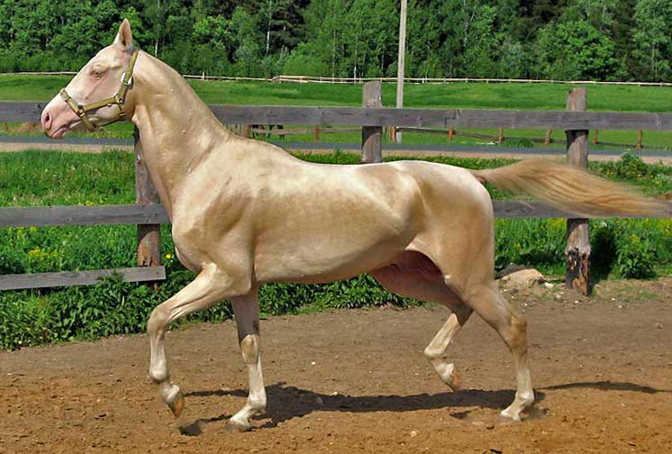 click here for Habib's pedigree