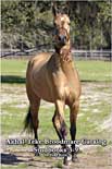broodmare catalog