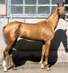 click here for Pagoda's pedigree