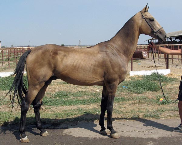 Mihman