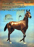 divine akhalteke horses