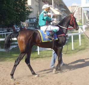 Surum/Сурум Surum/Сурум