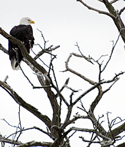 bald eagle