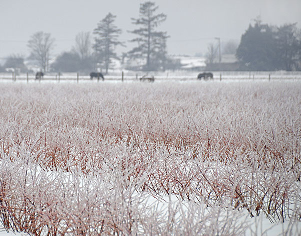 blueberry bushes