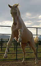 Aliger