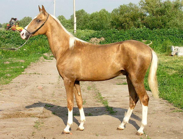 palomino