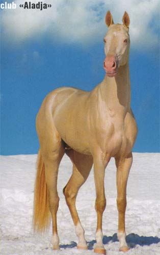perlino perlino