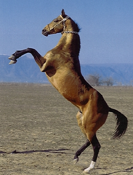 buckskin