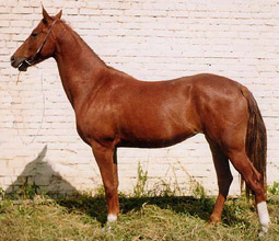 chestnut