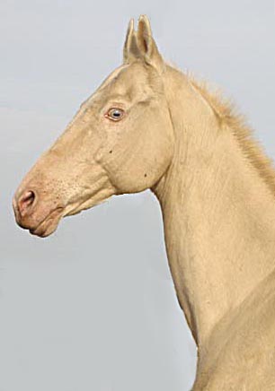 cremello cremello