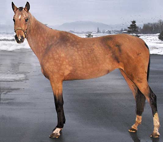 Darginka