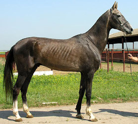 Shayol