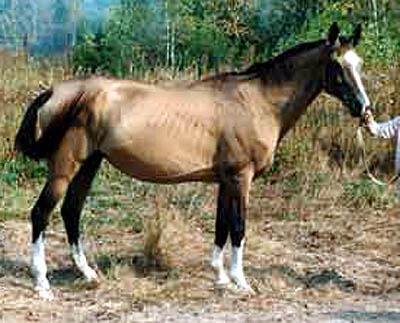 AJKHANUM