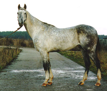 Gigant