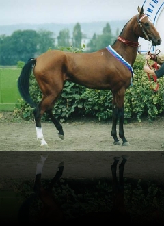 Bafina