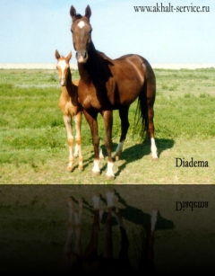 Diadema