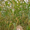 laity pumpkin patch