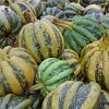 laity pumpkin patch