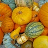 laity pumpkin patch