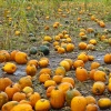 laity pumpkin patch