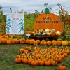 laity pumpkin patch