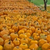 laity pumpkin patch