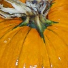 laity pumpkin patch