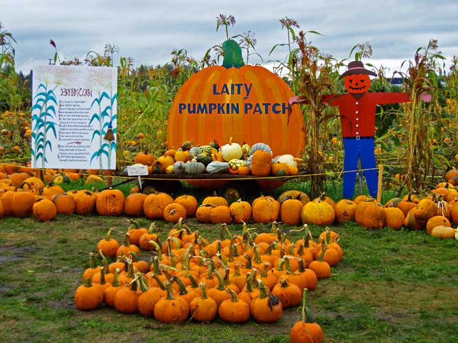 laity pumpkin patch