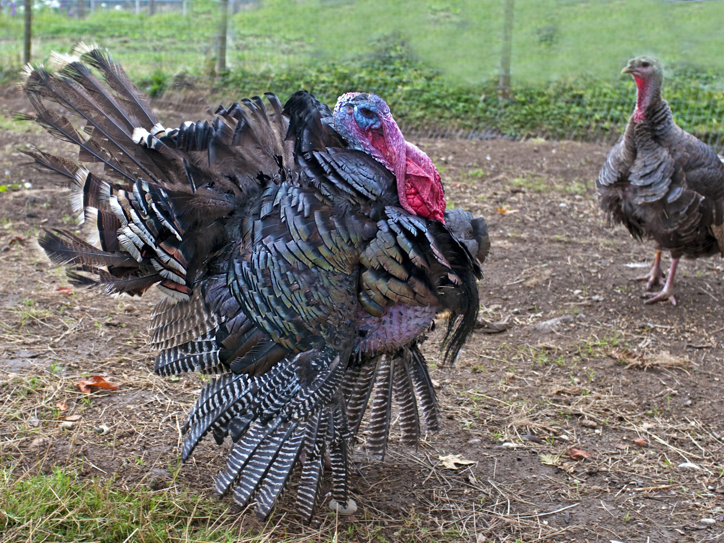 summer on our acreage!