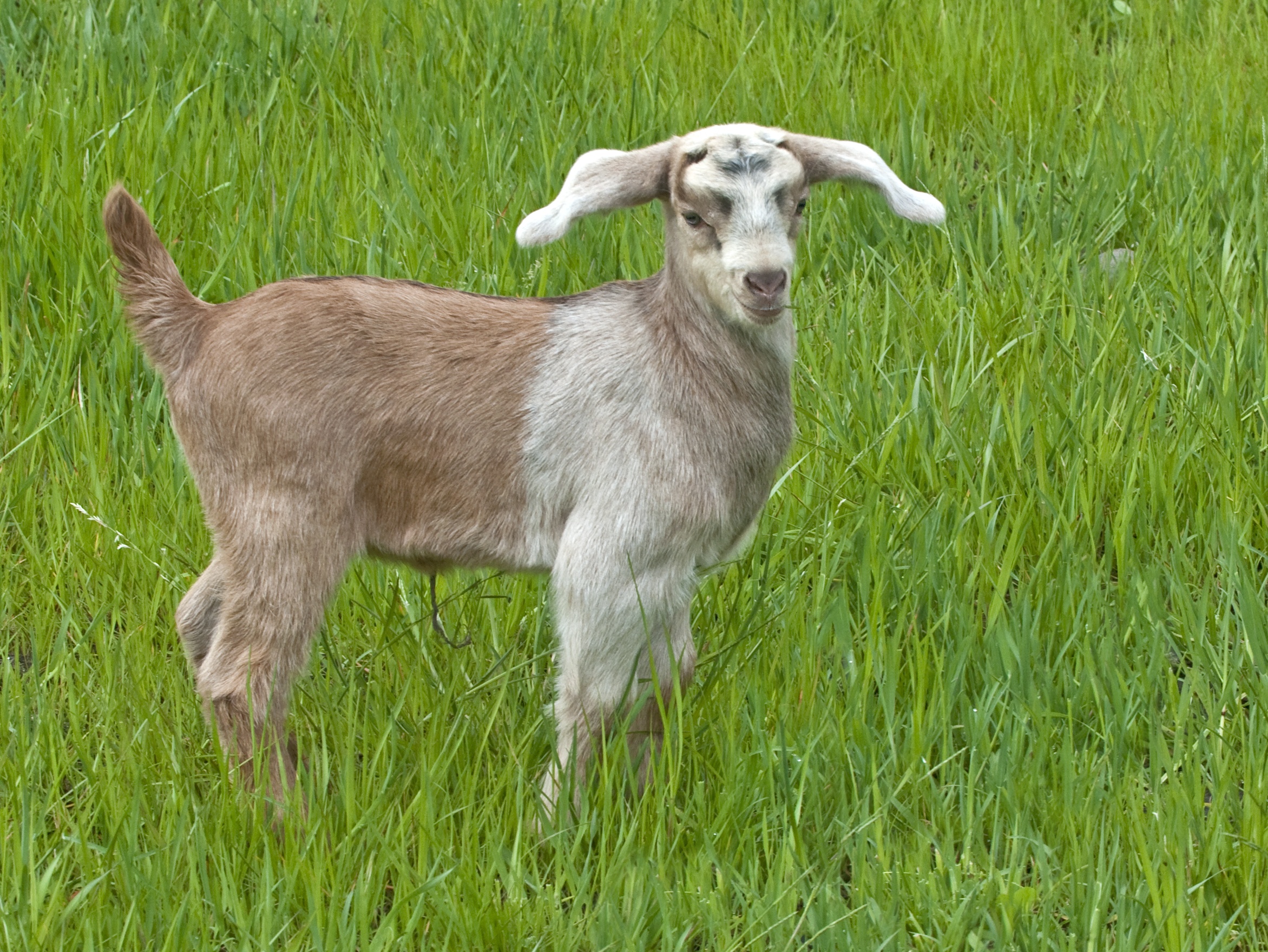 babies goats and more!